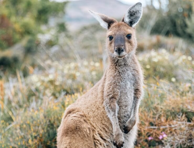 Australia Travel Stats
